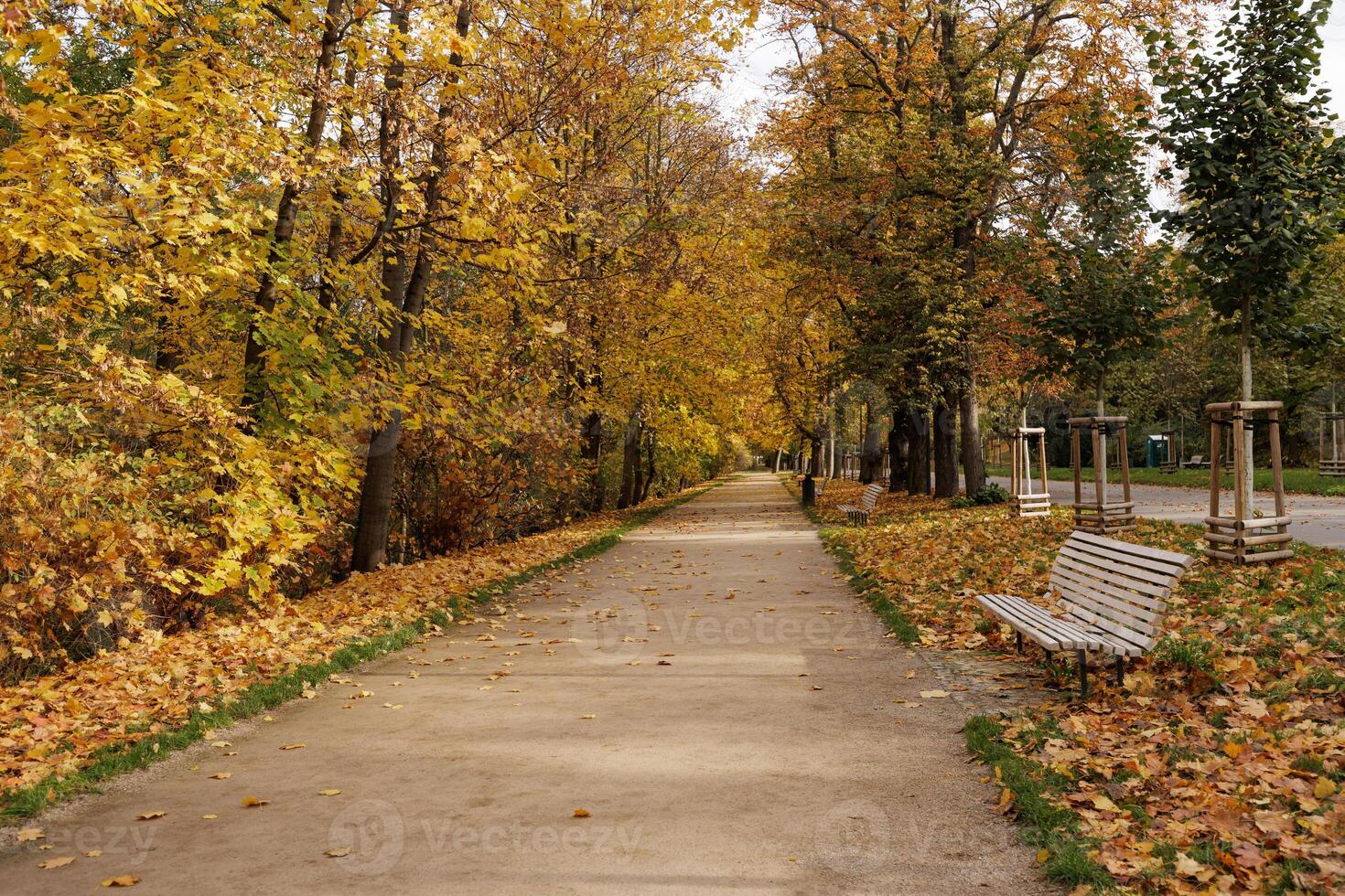 Walkway covered in autumn leaves under trees in Stromovka park Prague photo