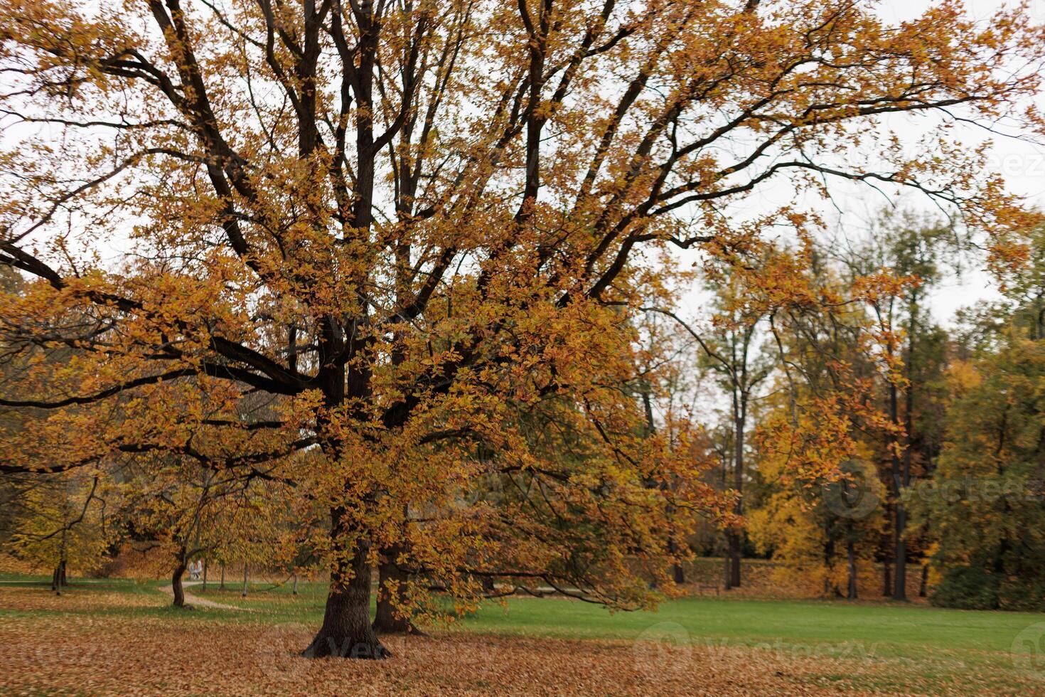 An oak tree showcases fall colors in a park in Stromovka park Prague photo