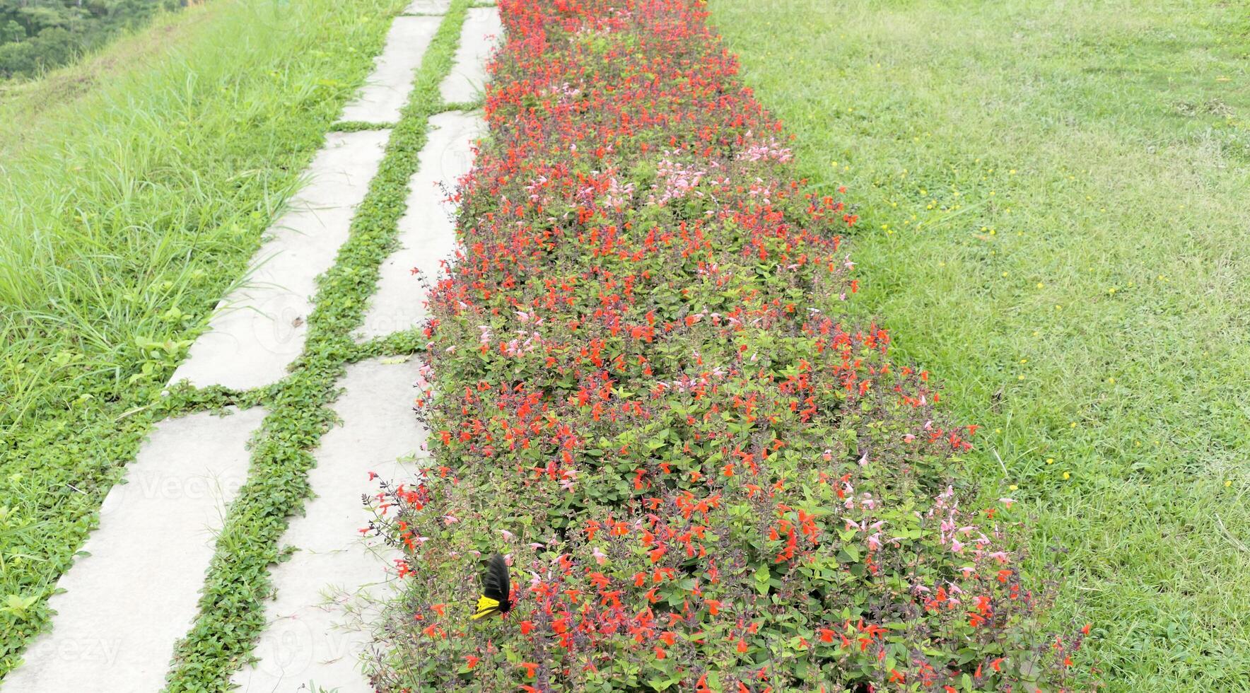 Concrete walkway in a garden with flowers photo