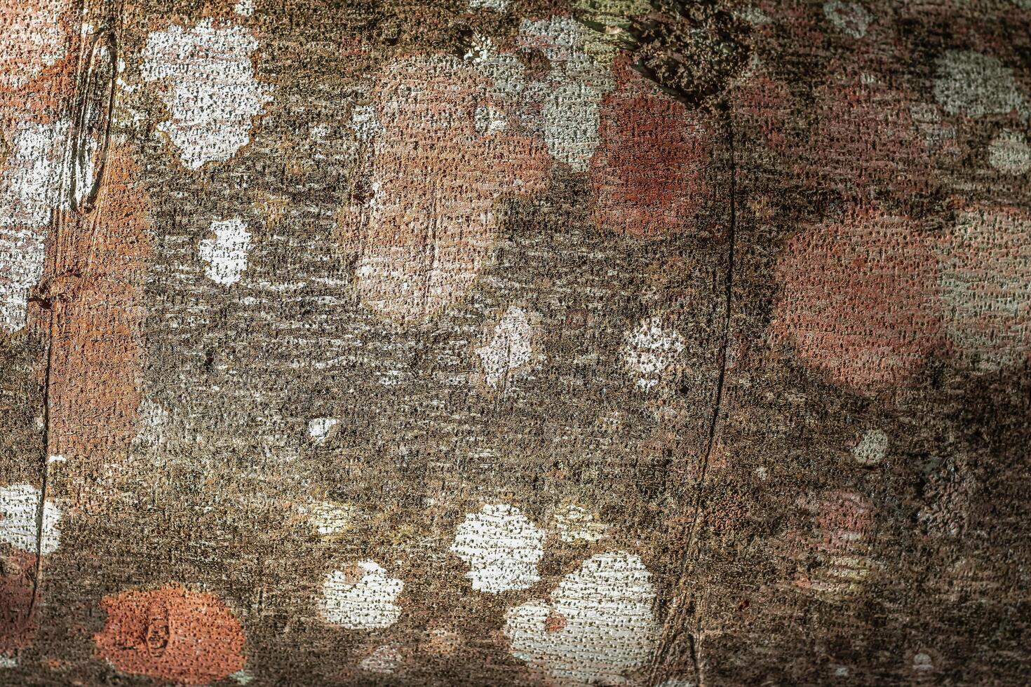 close up of tree bark texture photo