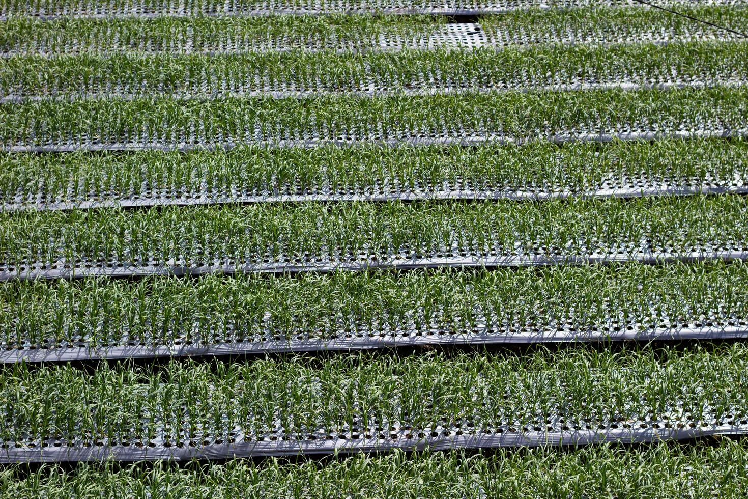 The spring onion fields are still young and ready to harvest, rice fields in Sembalun village photo