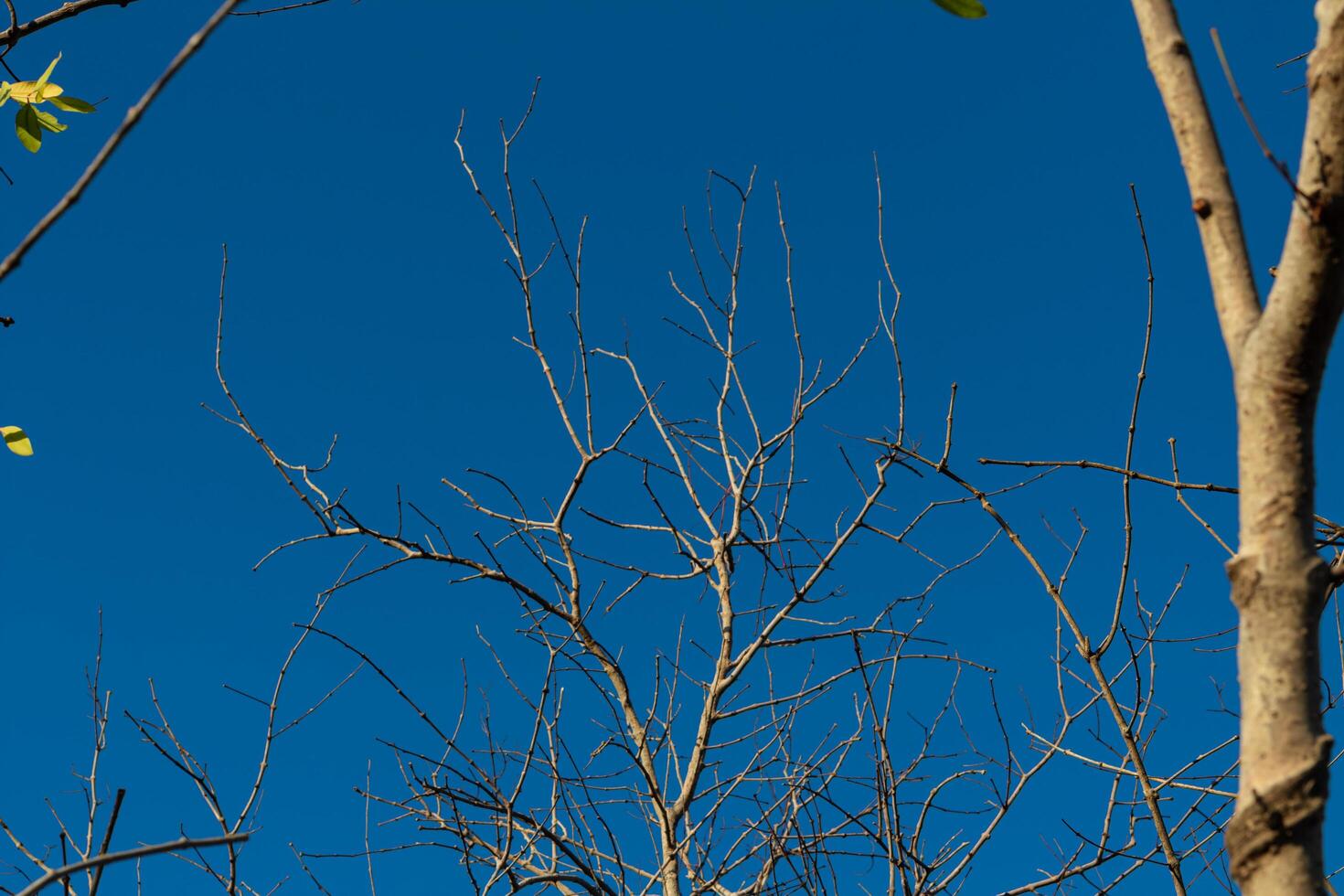 Tree Branches with Bright Blue Sky Background photo