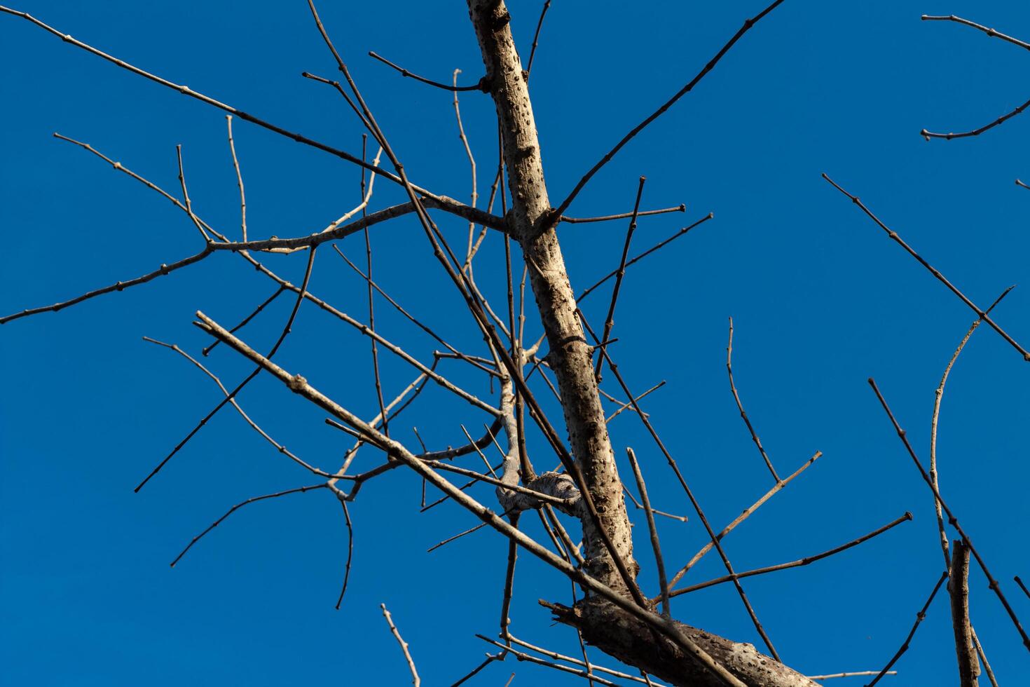 Tree Branches with Bright Blue Sky Background photo