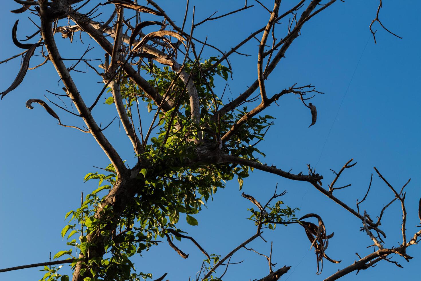 Tree Branches with Bright Blue Sky Background photo