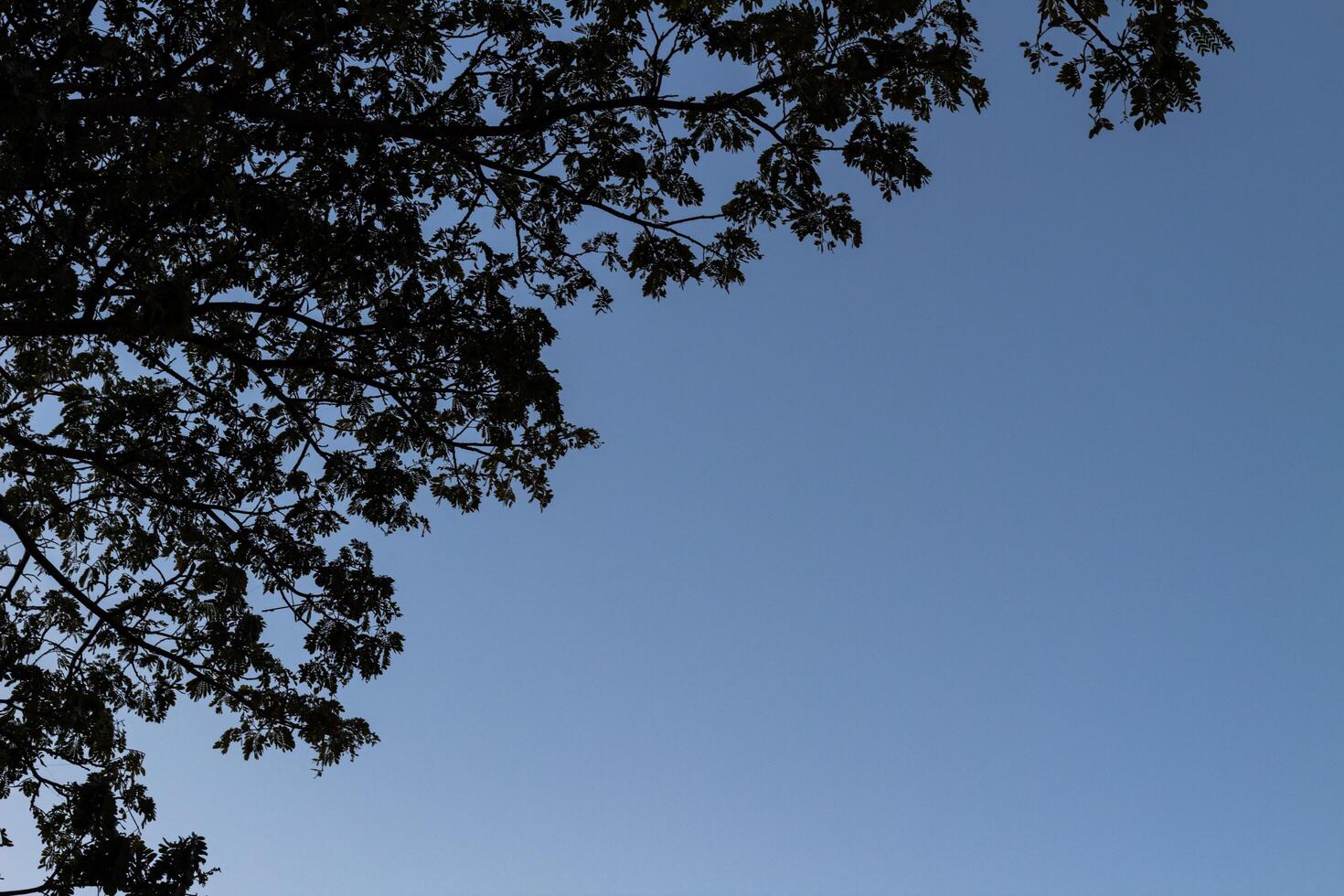 Silhouette of a tree against a bright blue sky background photo