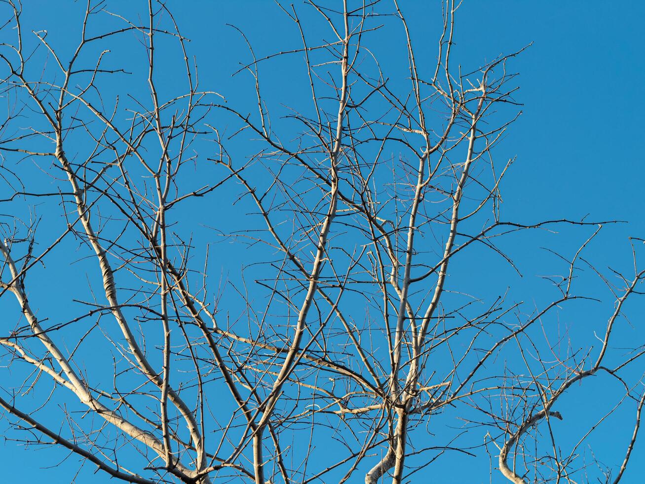 Tree Branches with Bright Blue Sky Background photo