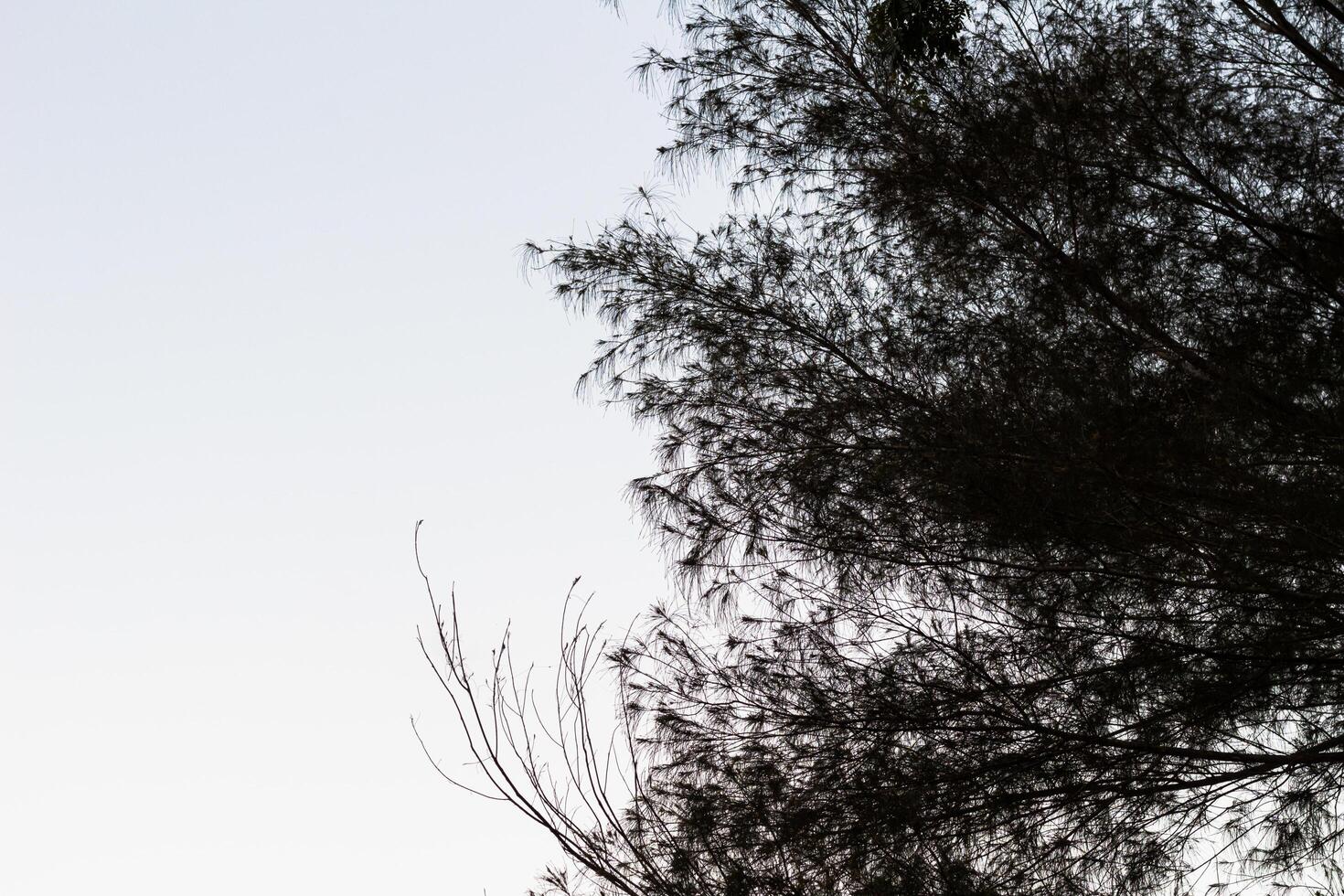Silhouette of a tree against a bright blue sky background photo