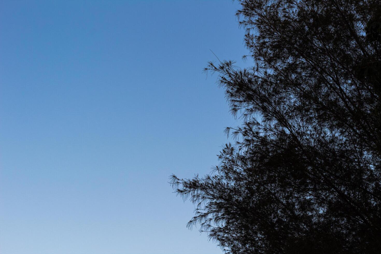 Silhouette of a tree against a bright blue sky background photo