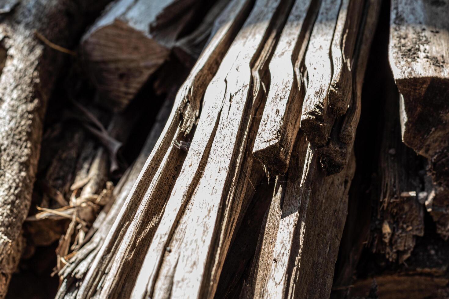 Background texture of old weathered bark photo