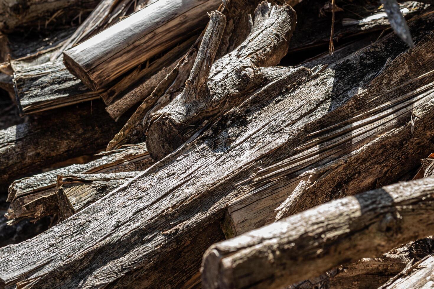 Background texture of old weathered bark photo