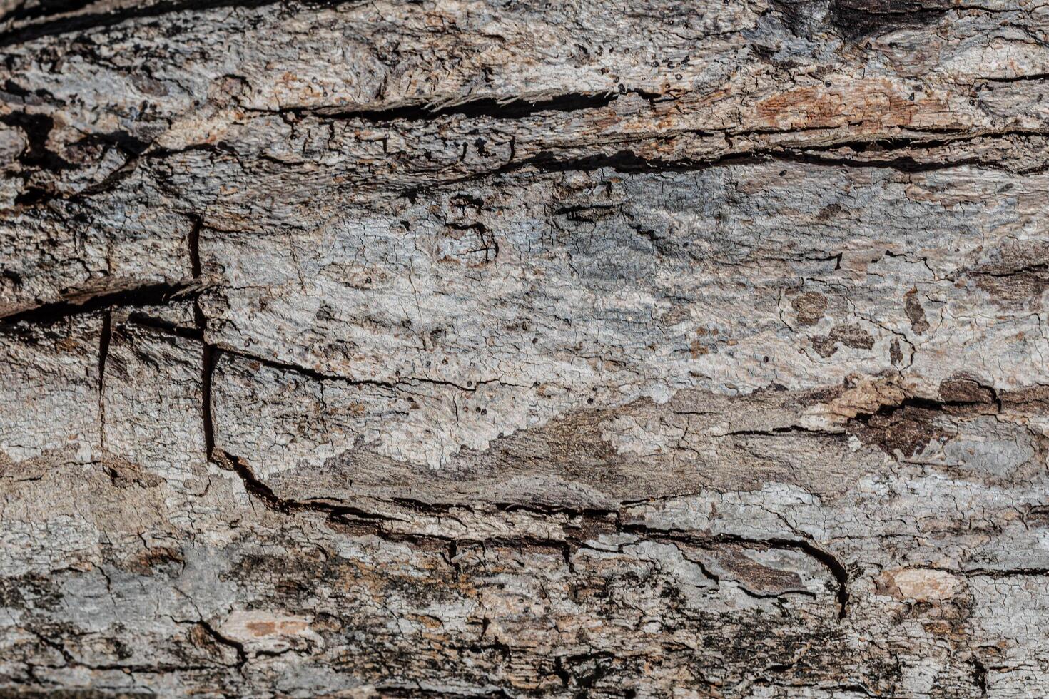 Background texture of old weathered bark photo