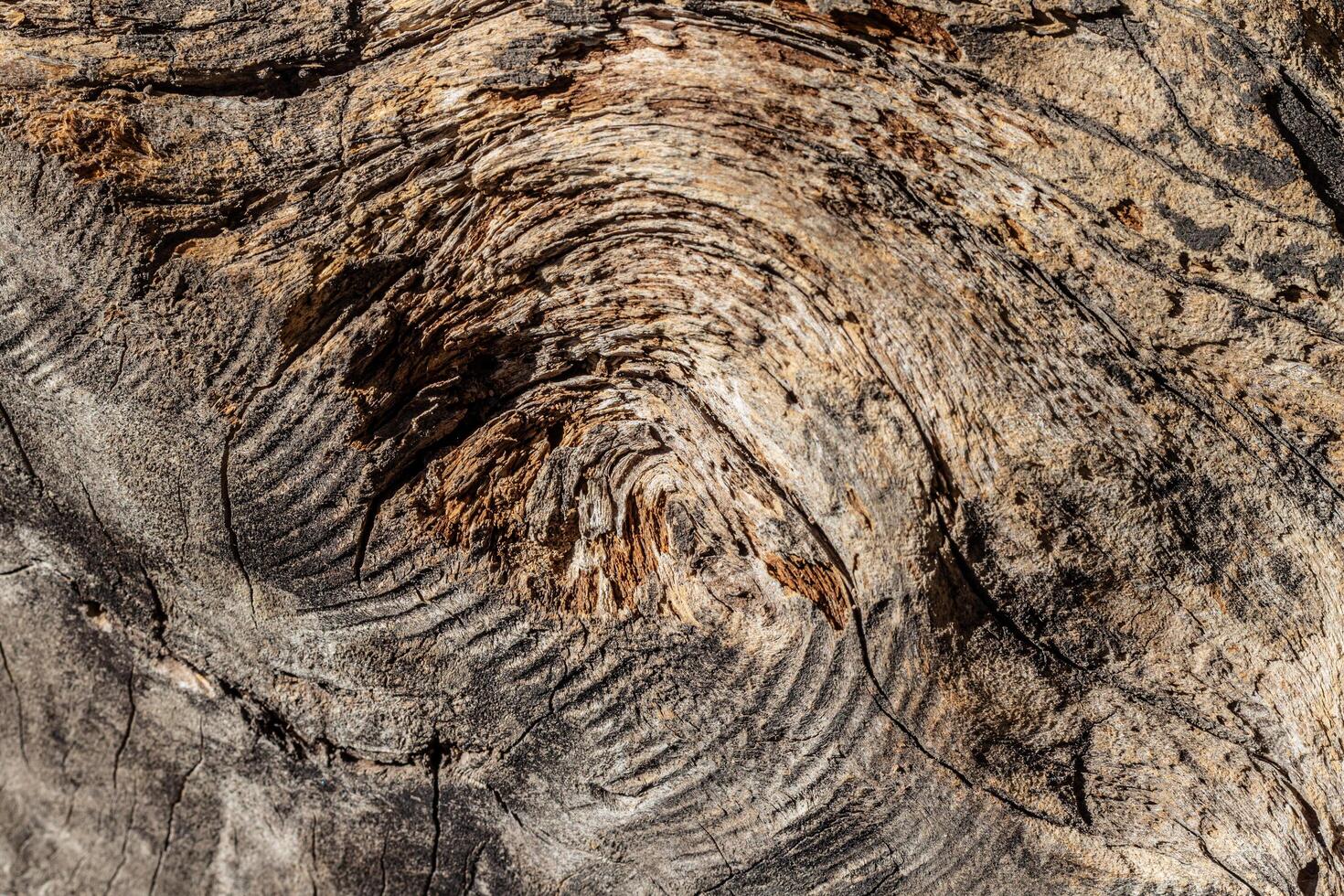 old weathered wood texture with cut cross-section of the log photo