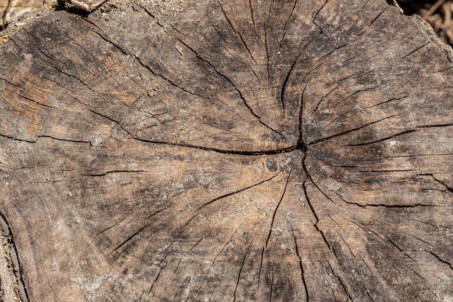 old weathered wood texture with cut cross-section of the log photo