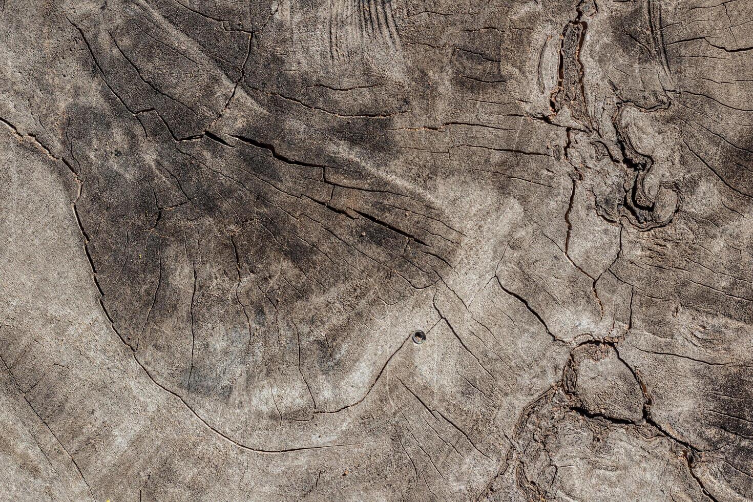 old weathered wood texture with cut cross-section of the log photo