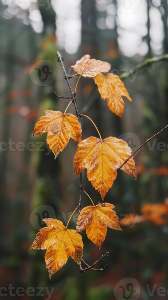 Golden autumn leaves glisten in the forest rain photo