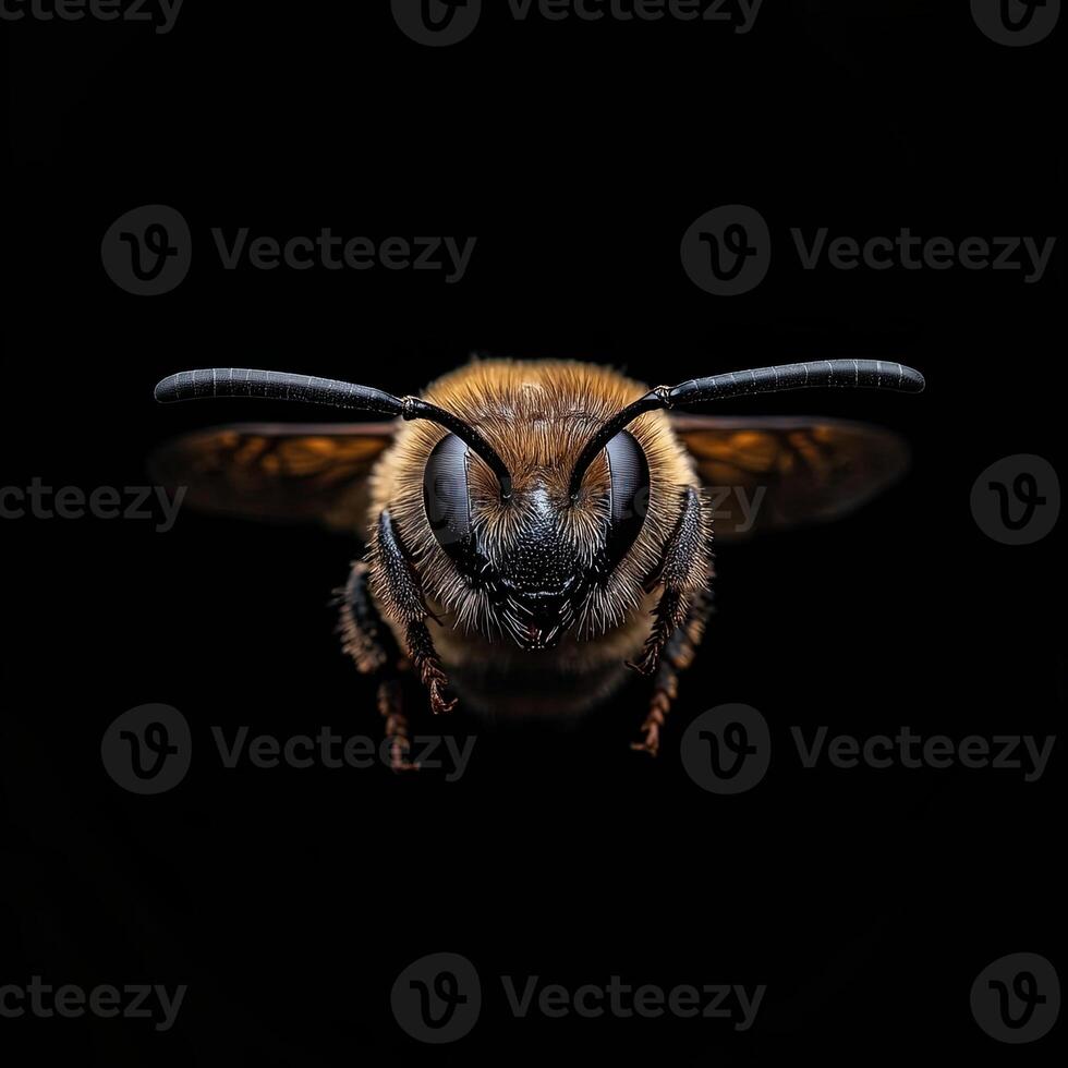Bee isolated on black background photo