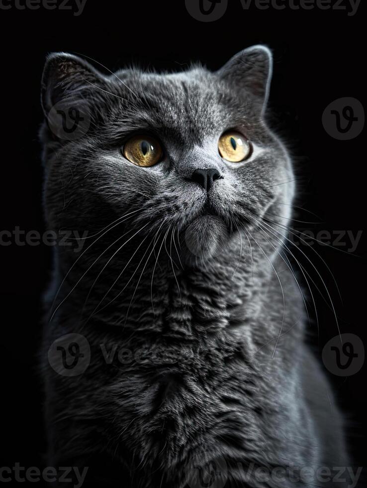 scottish fold cat isolated on black background photo