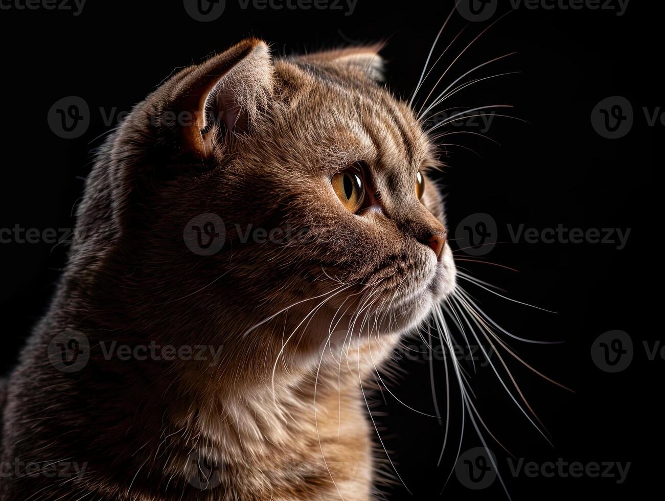 scottish fold cat isolated on black background photo