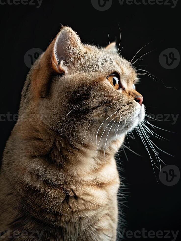 scottish fold cat isolated on black background photo