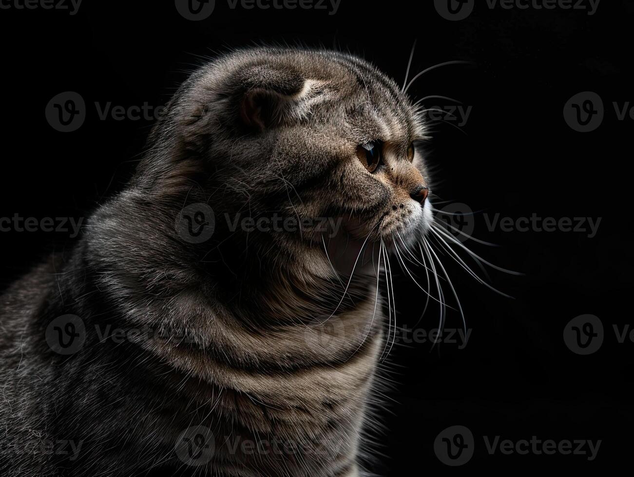 scottish fold cat isolated on black background photo