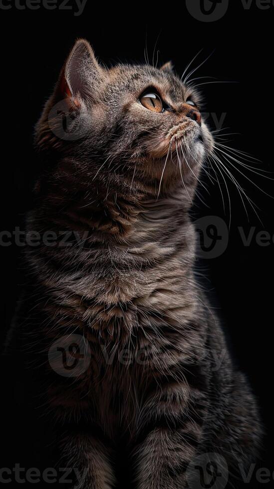 scottish fold cat isolated on black background photo
