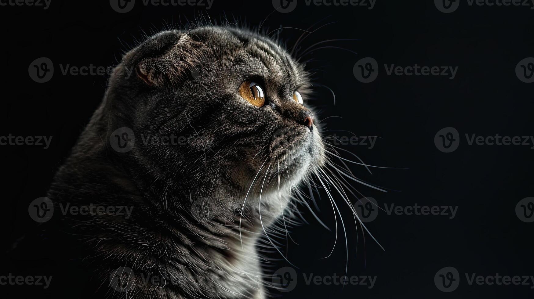 scottish fold cat isolated on black background photo