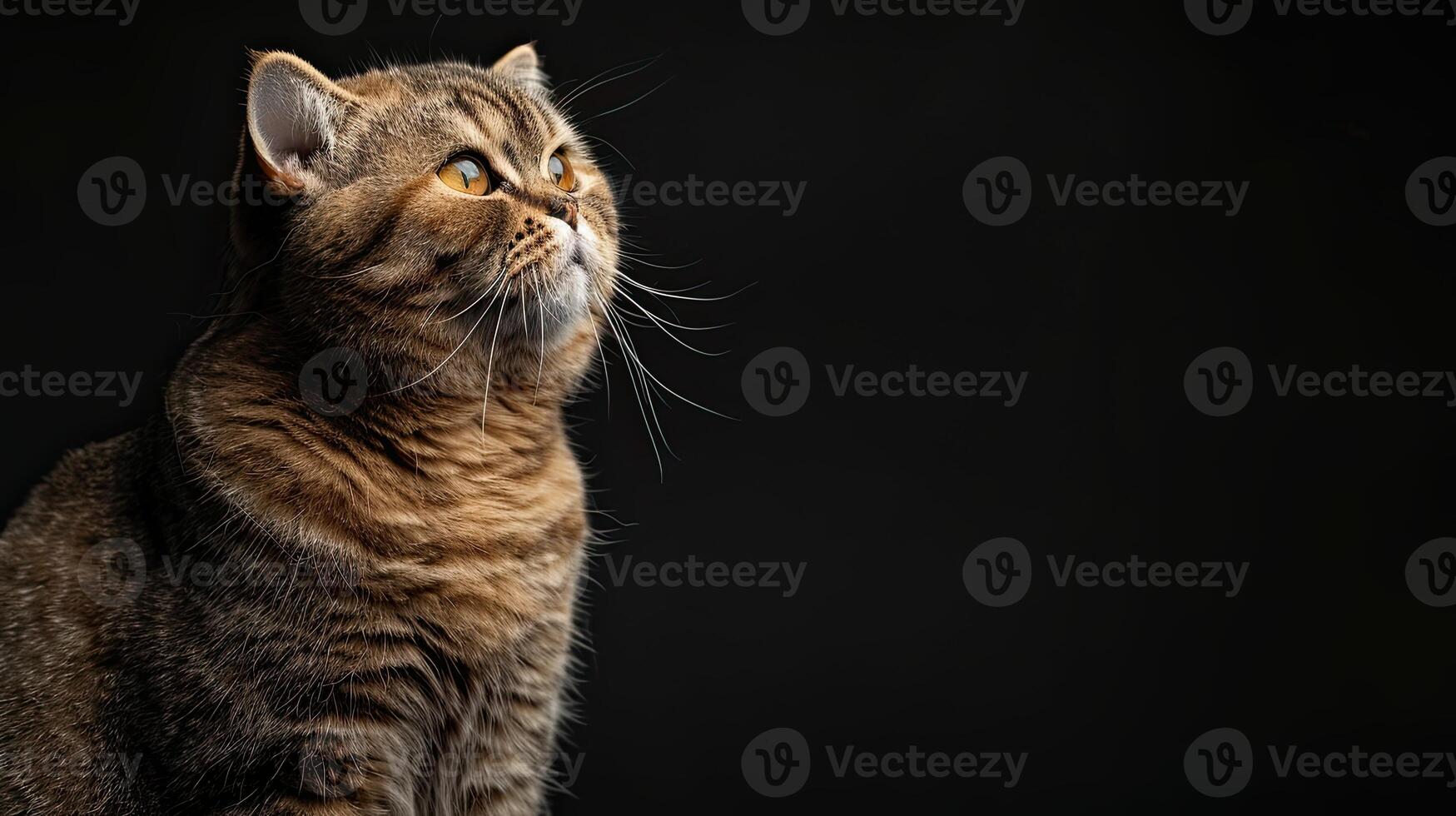scottish fold cat isolated on black background photo