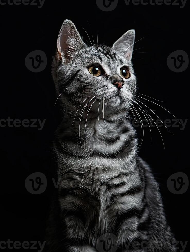 american shorthair cat isolated on black background photo