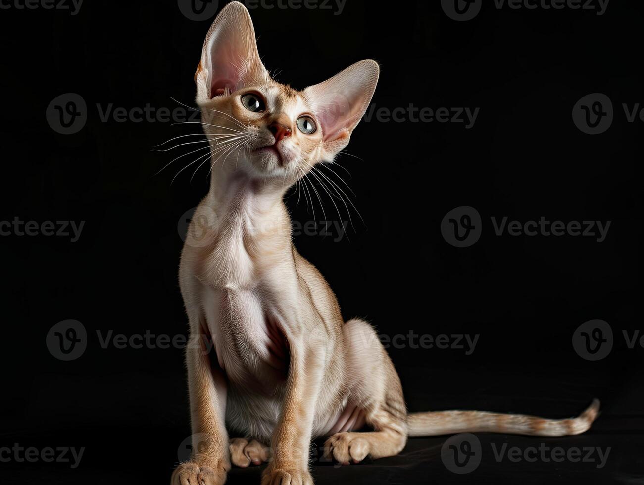 oriental cabello corto gato aislado en negro antecedentes foto
