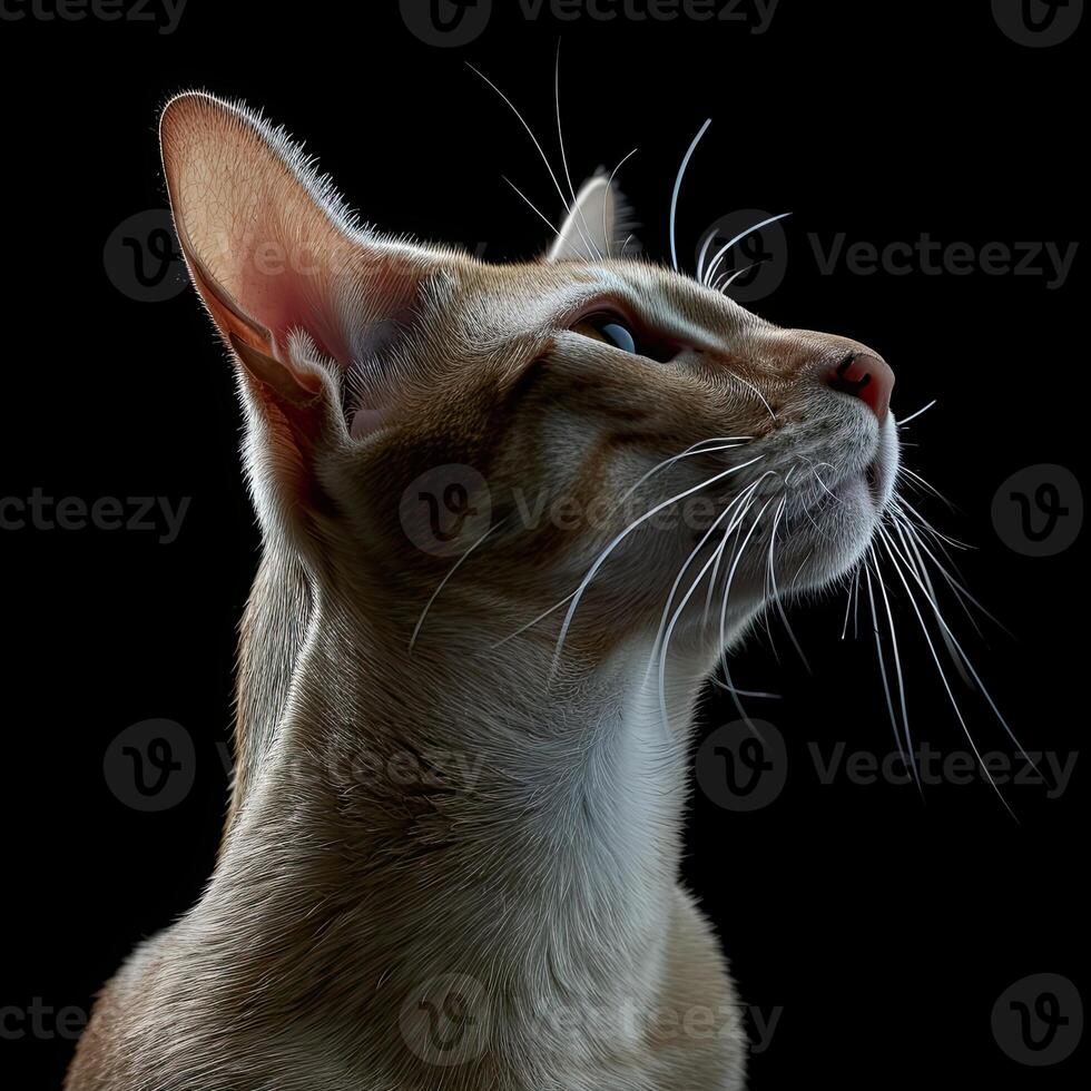 oriental shorthair cat isolated on black background photo