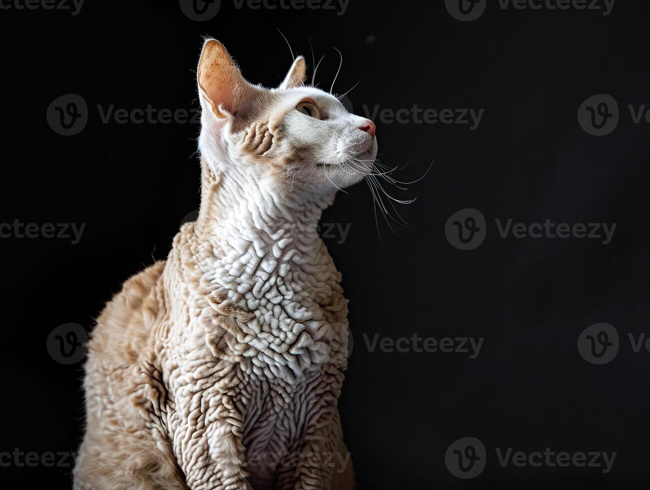 devon rex cat isolated on black background photo