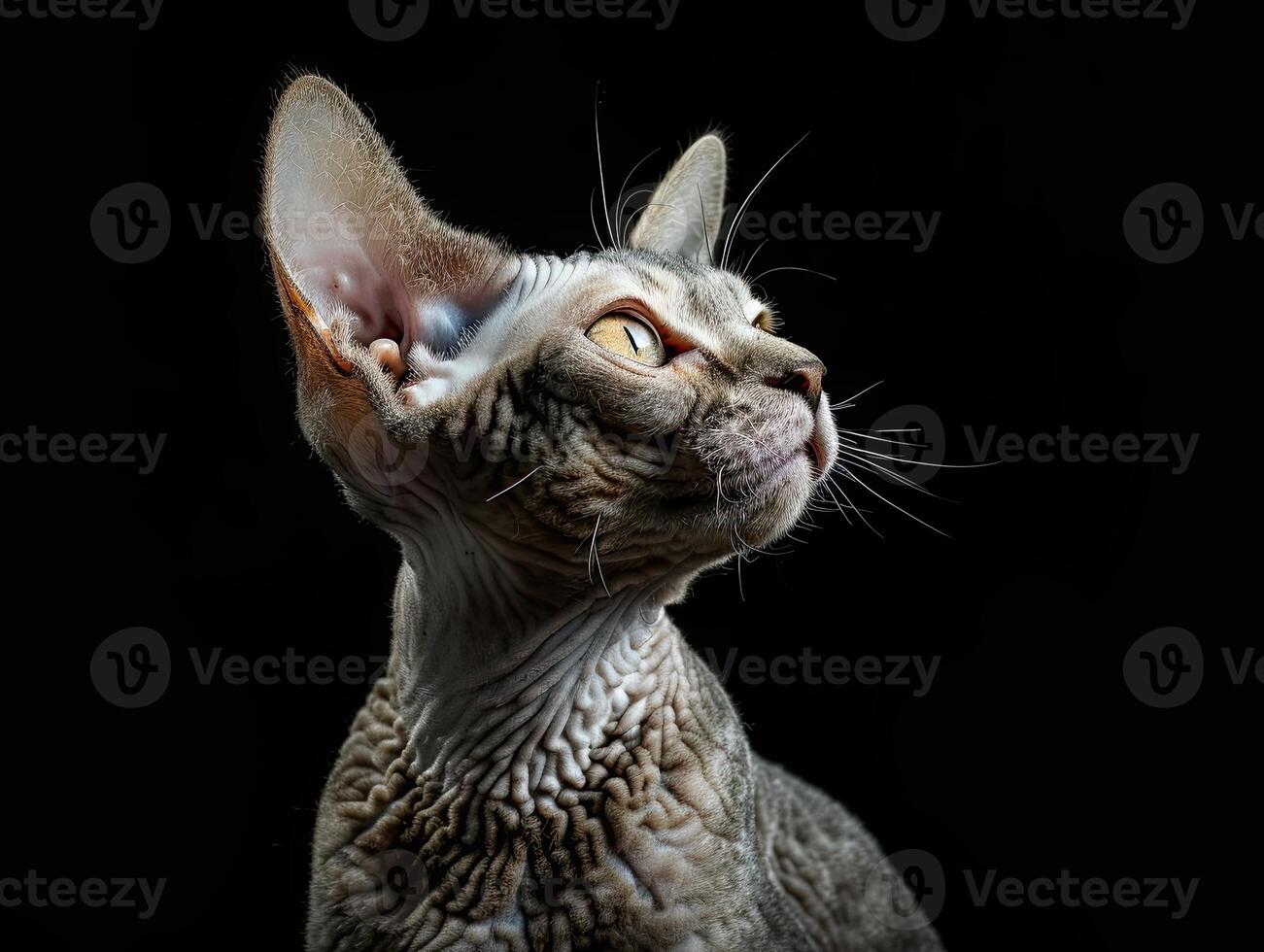devon rex cat isolated on black background photo