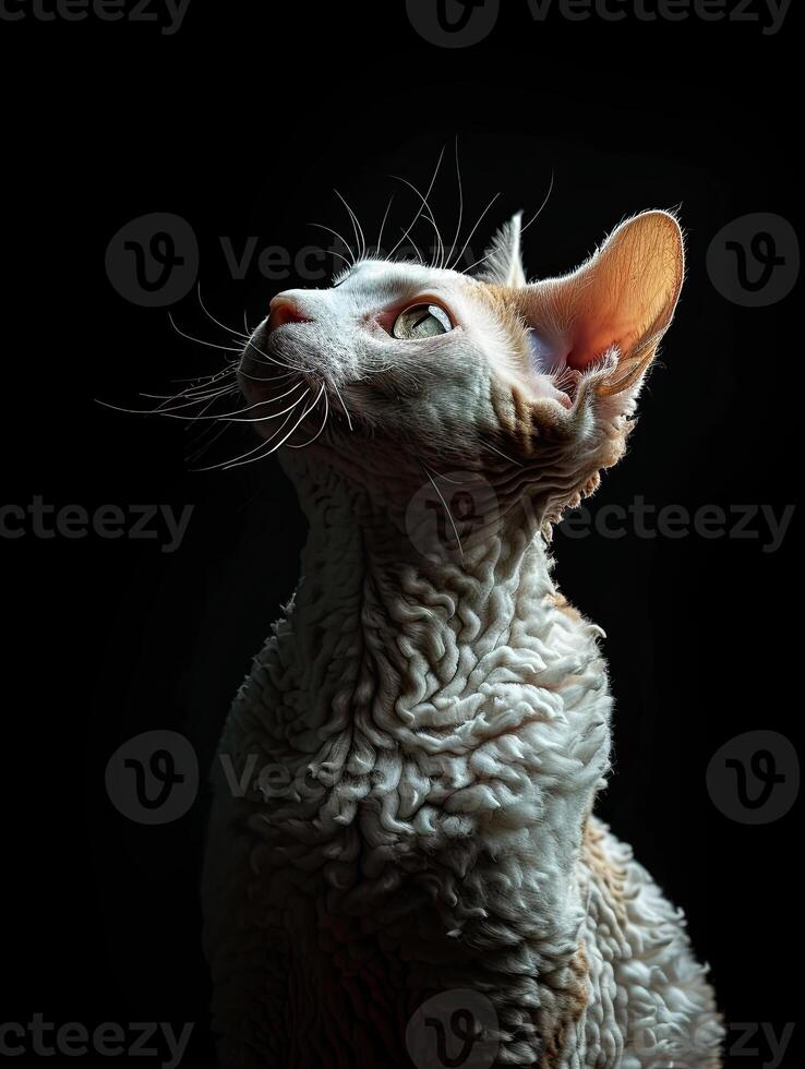 devon rex cat isolated on black background photo