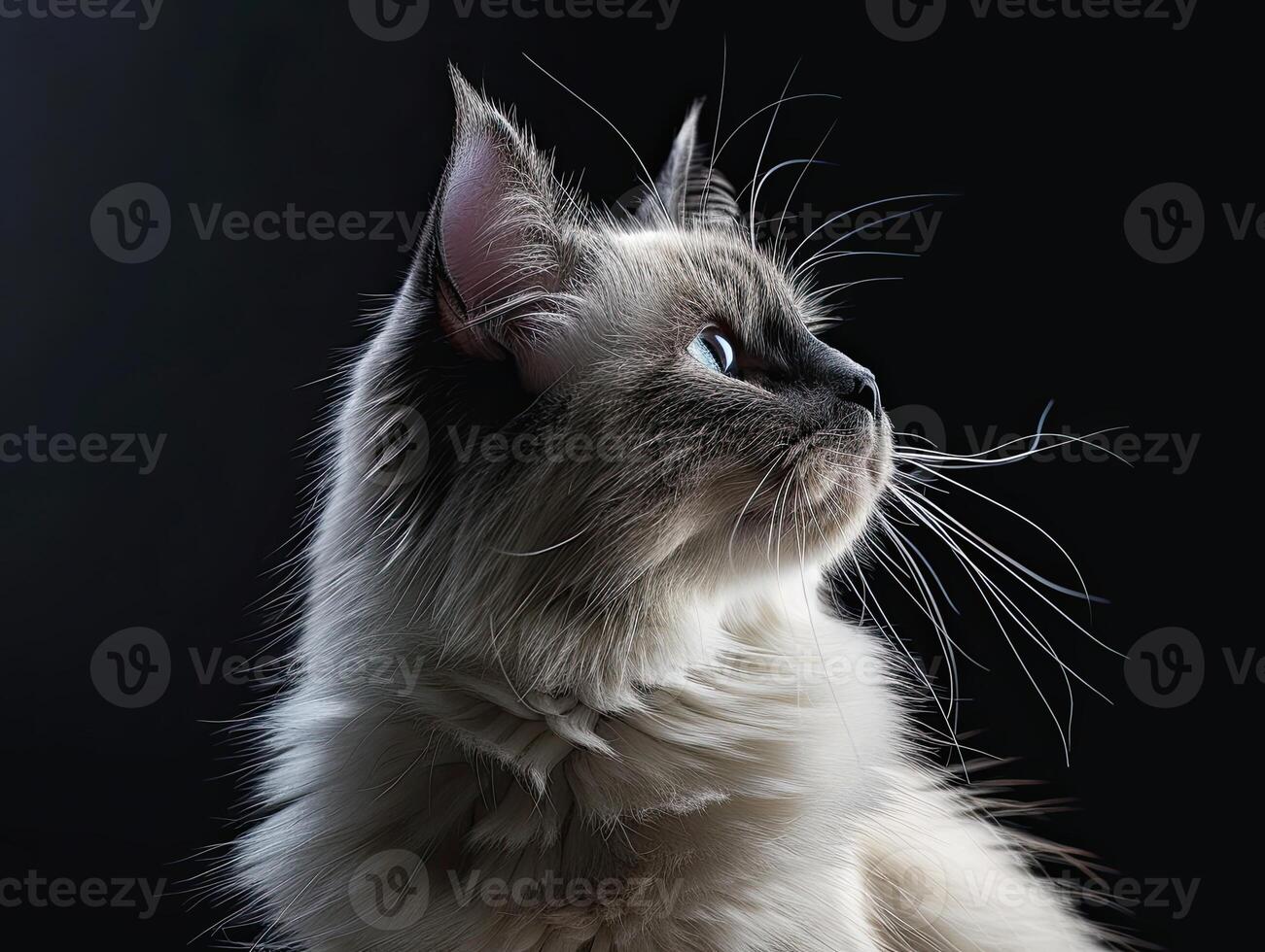birman cat isolated on black background photo