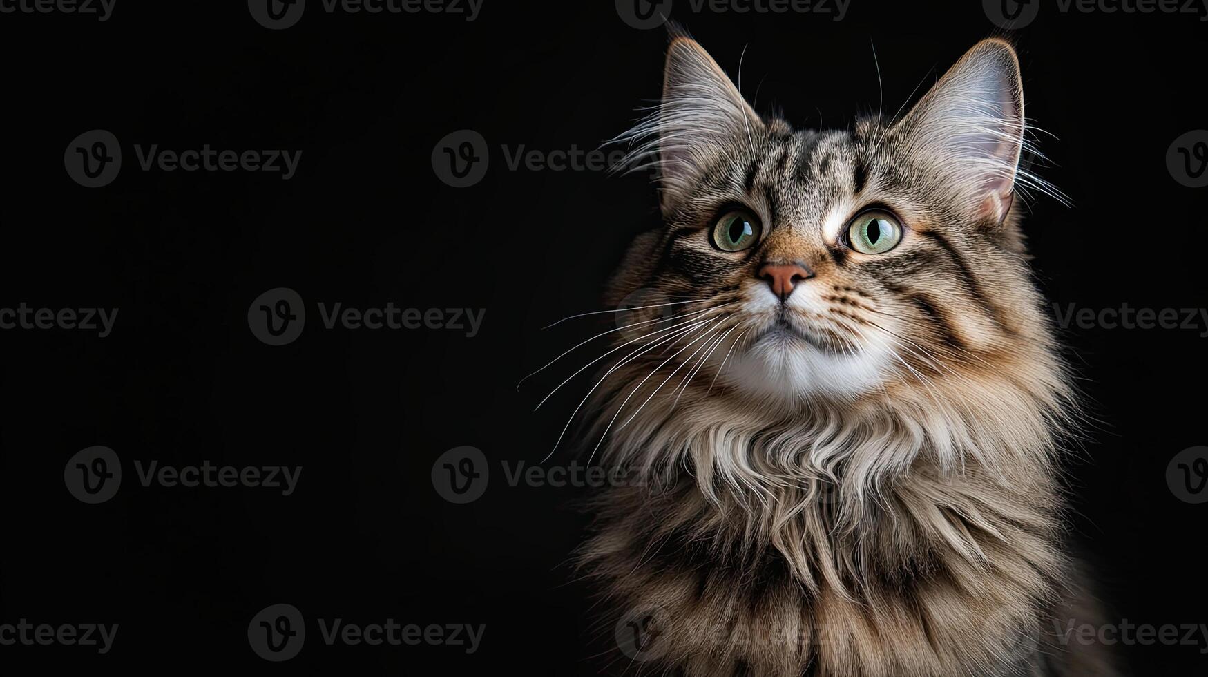 Norwegian Forest Cat isolated on black background photo