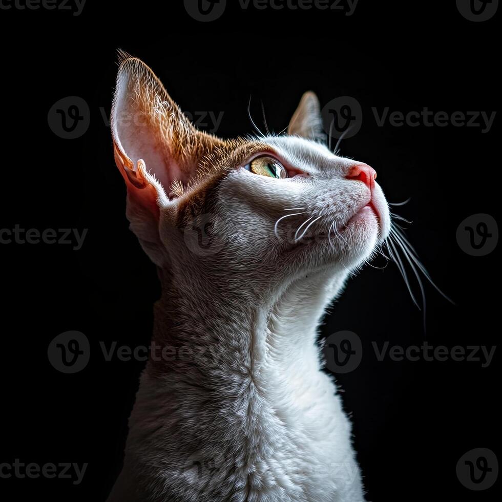 Cornish Rex cat isolated on black background photo