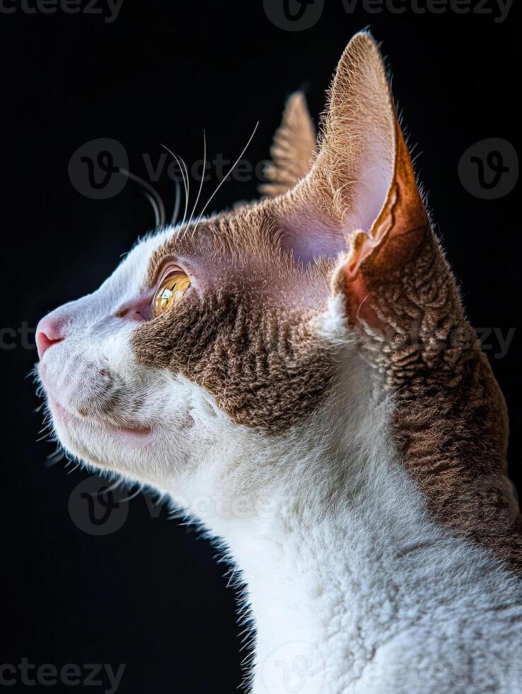 Cornish Rex cat isolated on black background photo