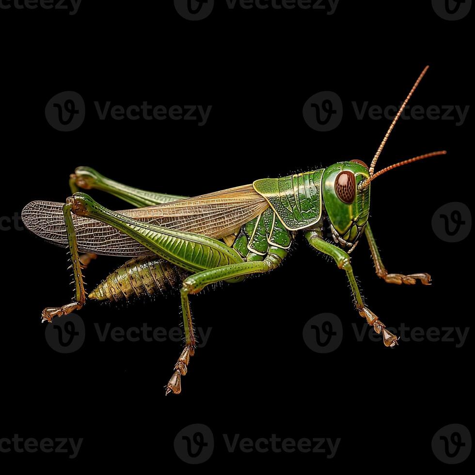 Grasshopper isolated on black background photo