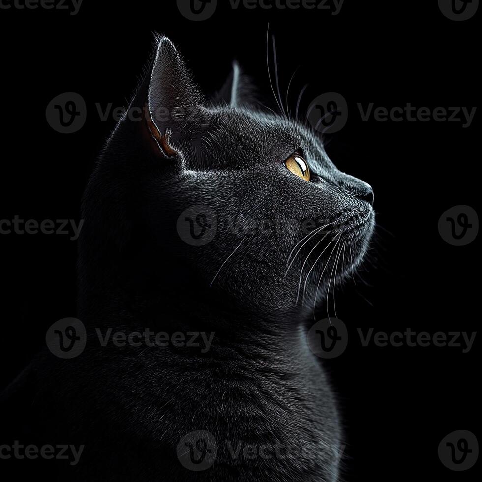 Chartreux cat isolated on black background photo
