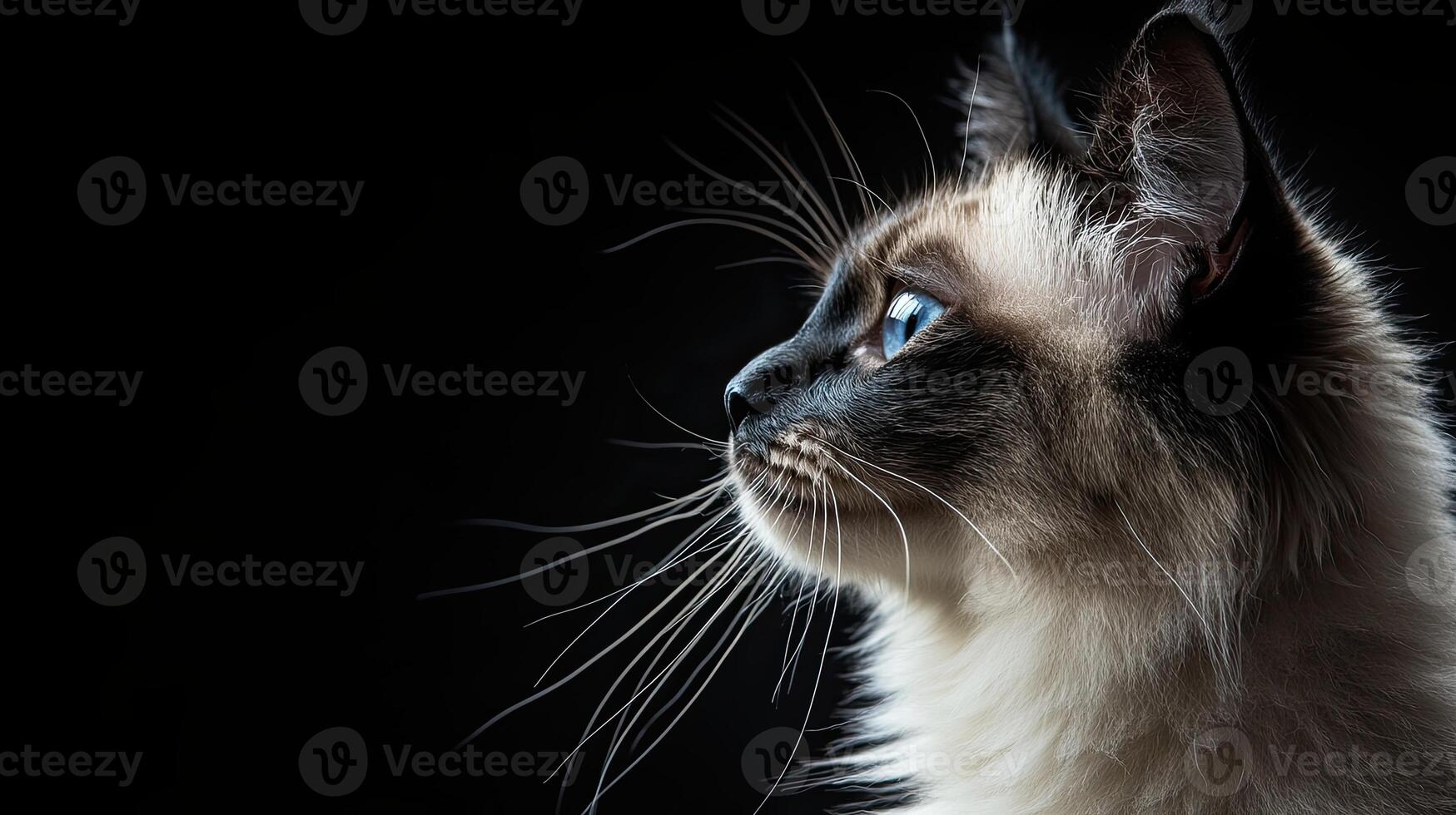 Balinese cat isolated on black background photo