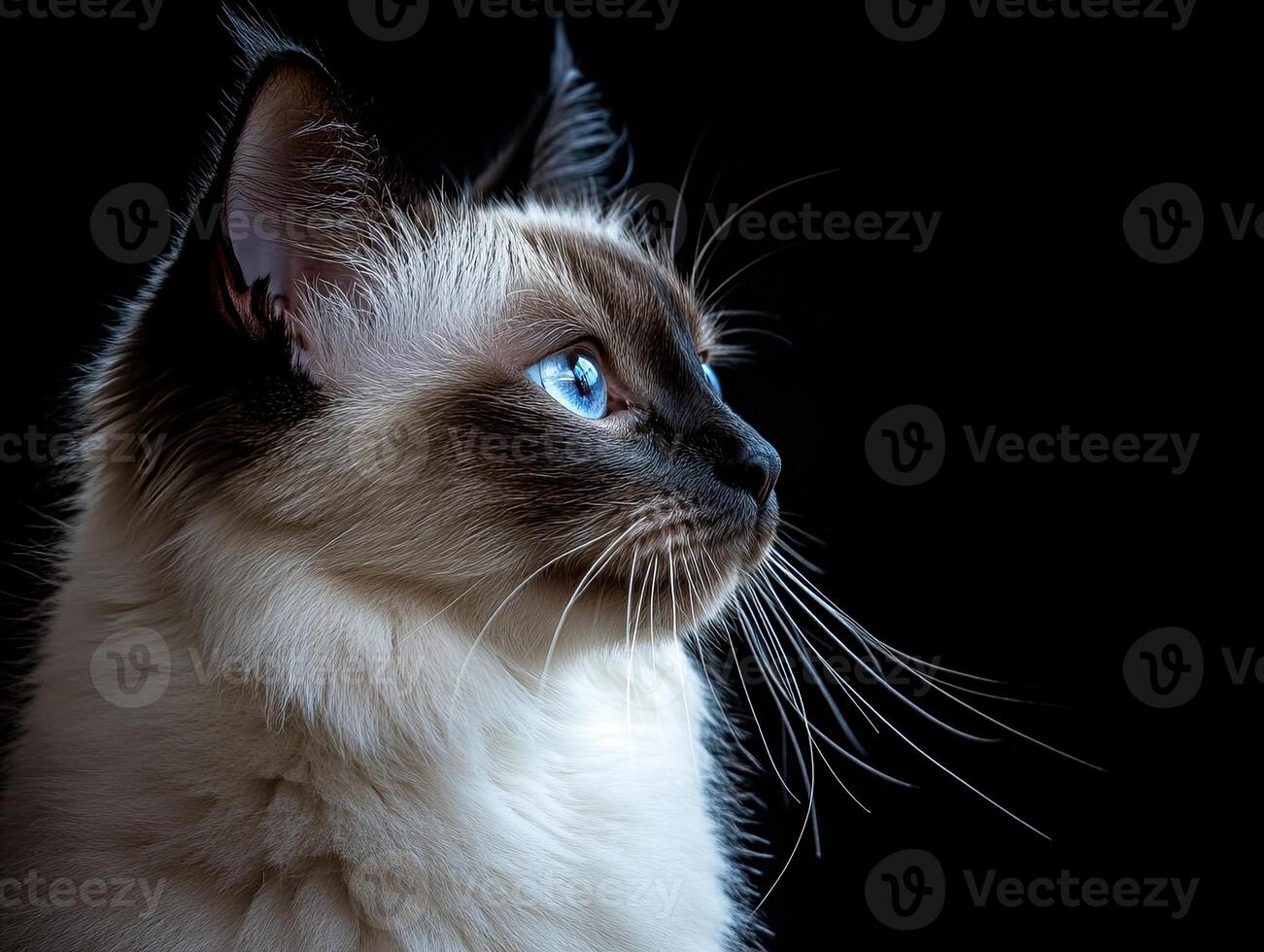 Balinese cat isolated on black background photo