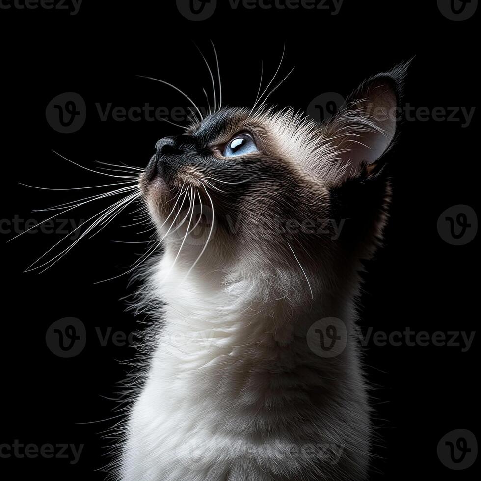 Balinese cat isolated on black background photo