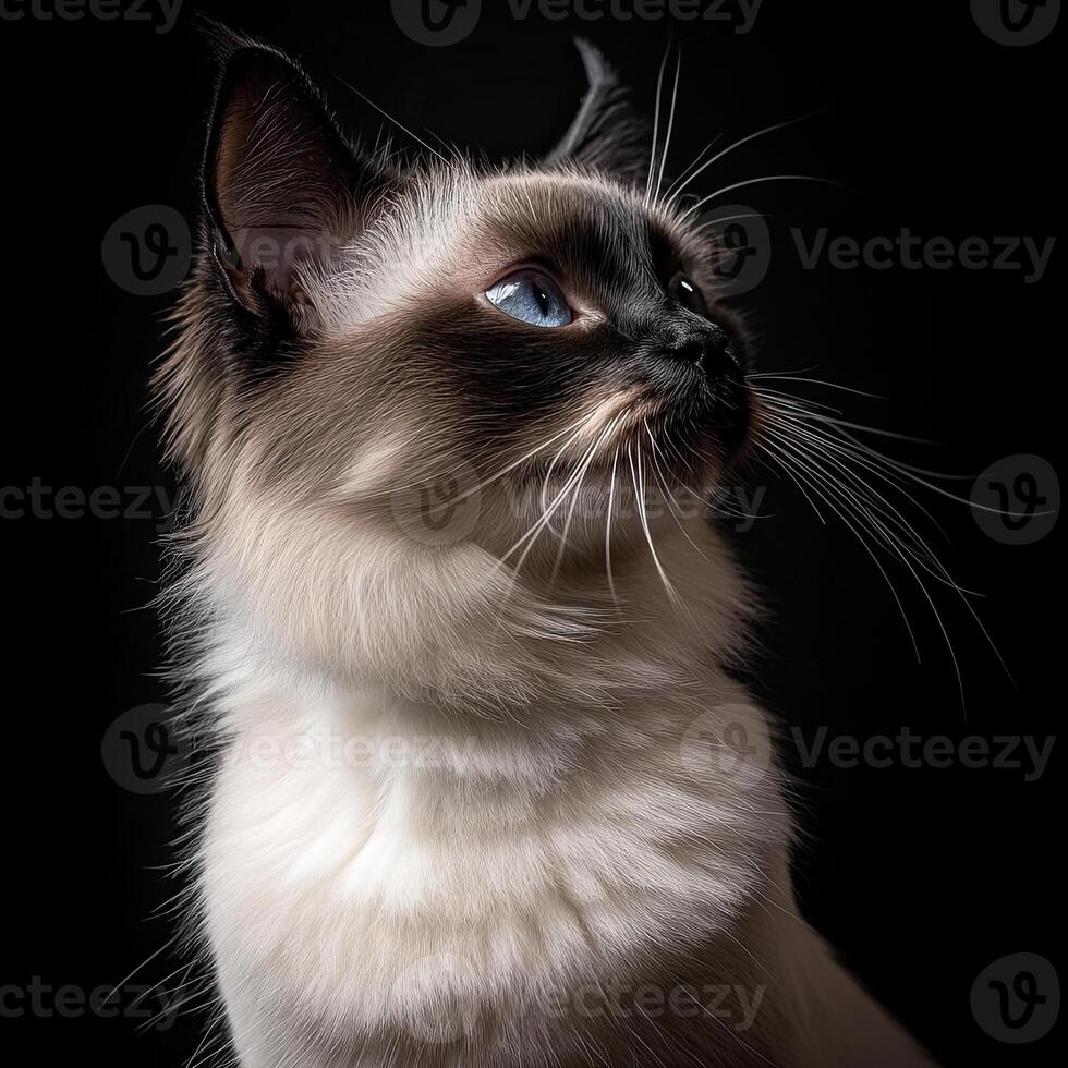 Balinese cat isolated on black background photo