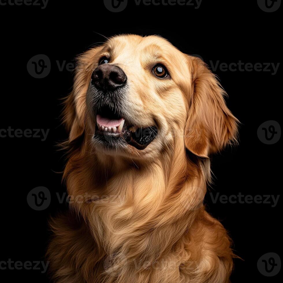 Golden Retriever dog isolated on black background photo