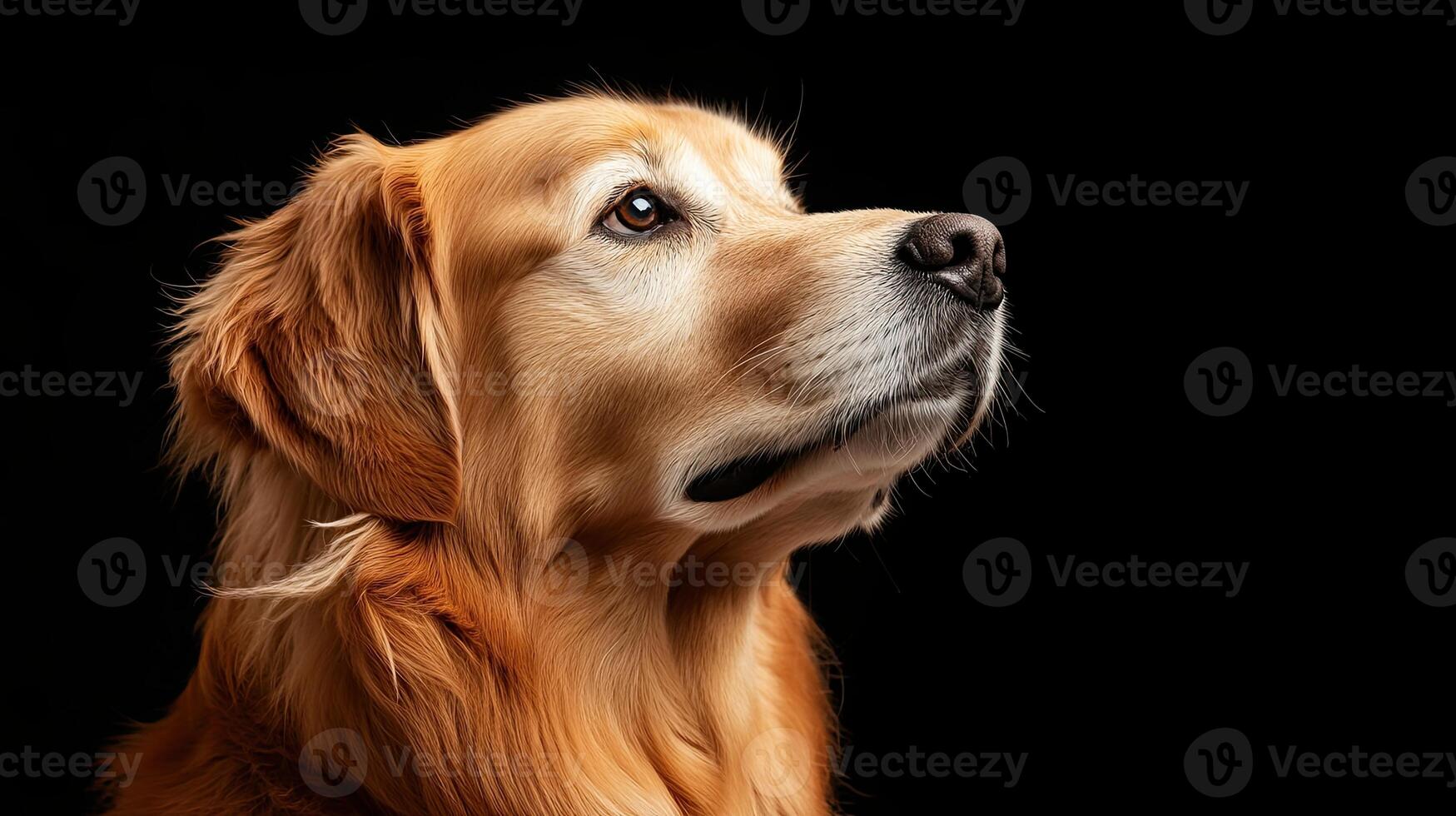 Golden Retriever dog isolated on black background photo
