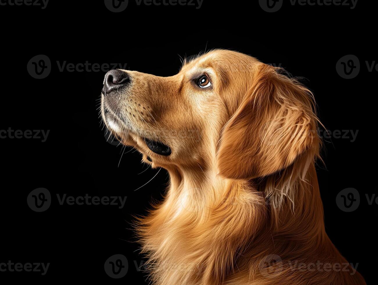 Golden Retriever dog isolated on black background photo