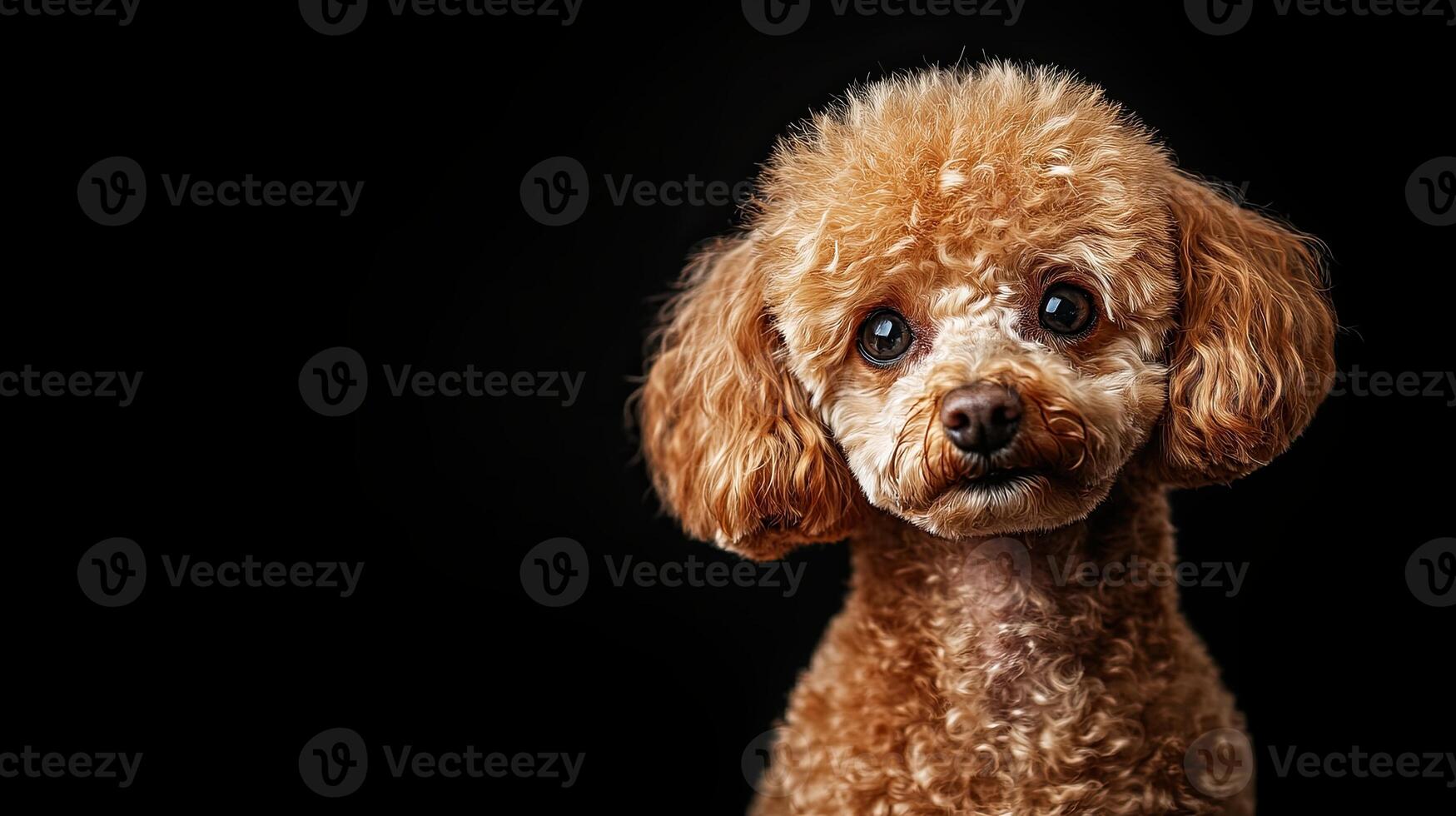 Poodle dog isolated on black background photo