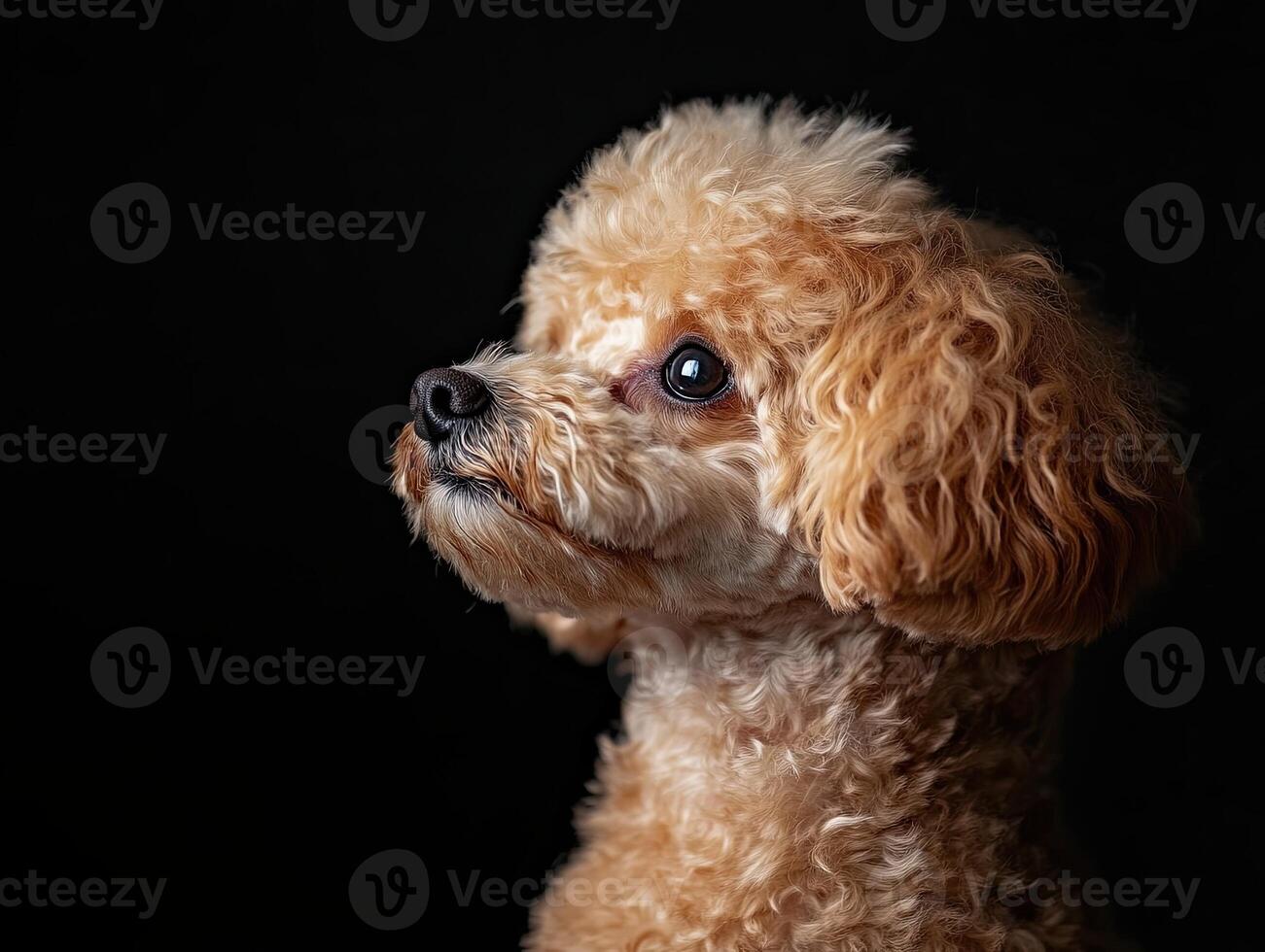 Poodle dog isolated on black background photo