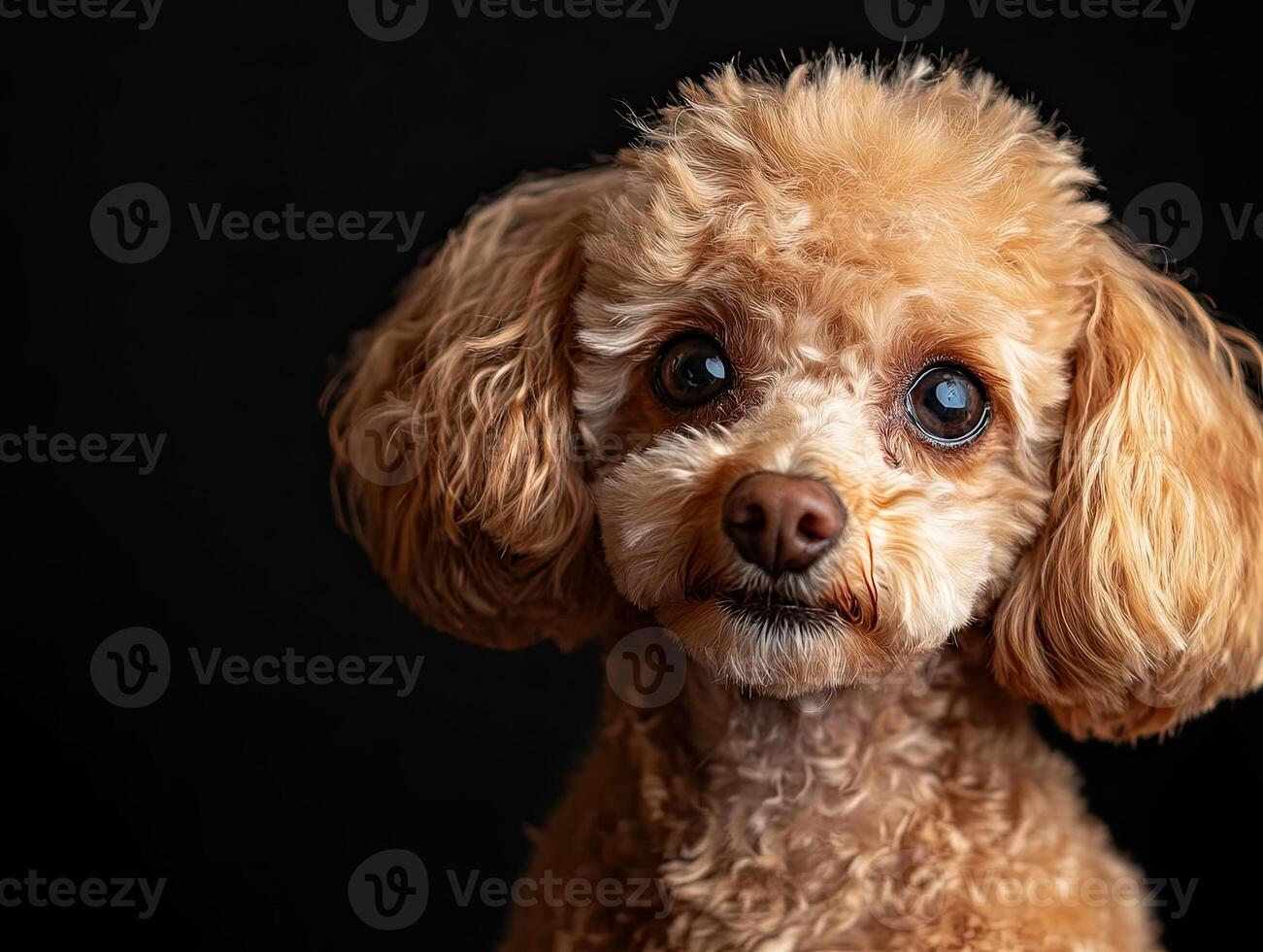 Poodle dog isolated on black background photo