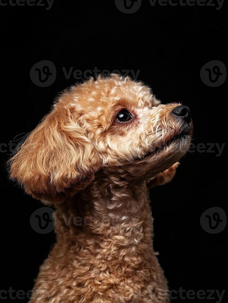 Poodle dog isolated on black background photo